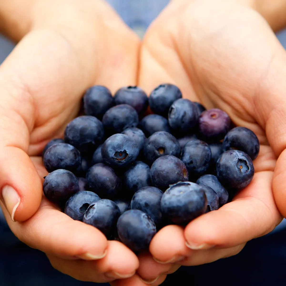 Hands holding blueberries